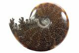 Polished Ammonite (Cleoniceras) Fossil - Madagascar #233490-1